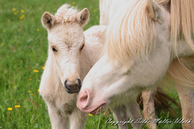 Erla a.jpg - Erla von Heidmoor und ihre Mama Enya von Heidmoor